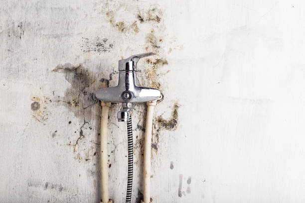 Best Mold Testing  in Westvale, NY