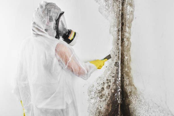 Best Residential Mold Removal  in Westvale, NY