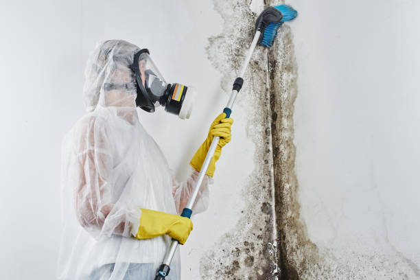 Best Toxic Mold Removal  in Westvale, NY