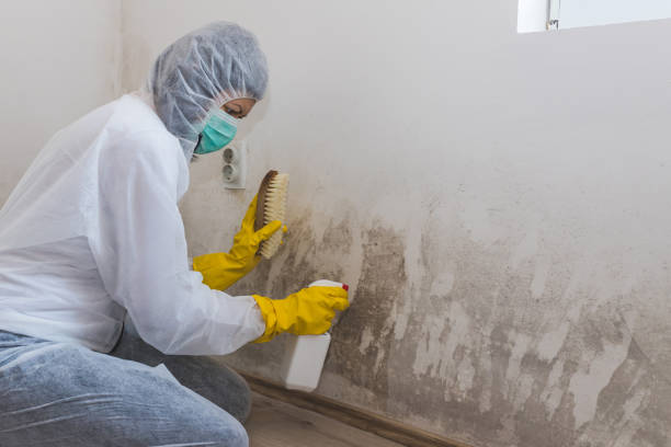 Best Attic Mold Removal  in Westvale, NY