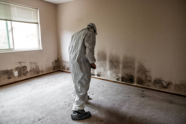 Mold Testing and Removal in Westvale, NY